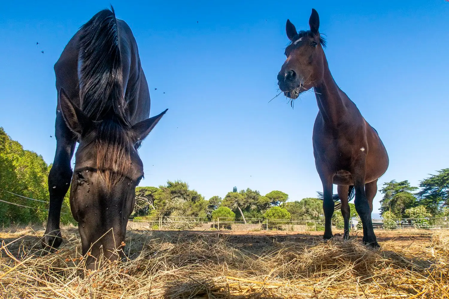 Horses grazing on the Kairos Montessori school farm in Quinta da Marinha