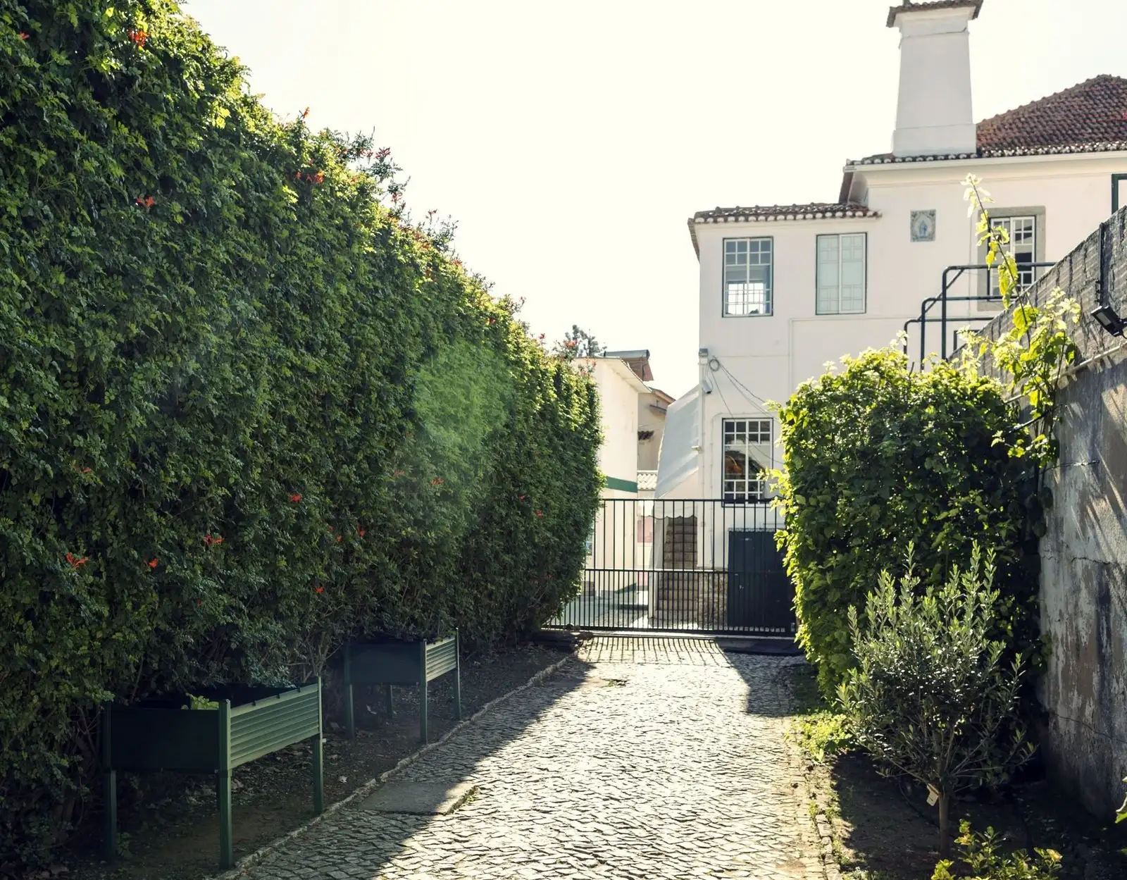 Cobbled path between hedges leading to the white school building of Externato Eduarda Maria